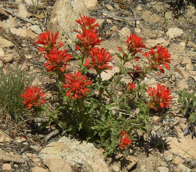 indian paintbrush