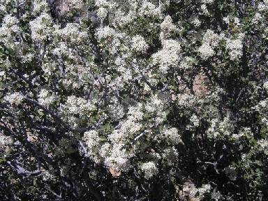 white flower