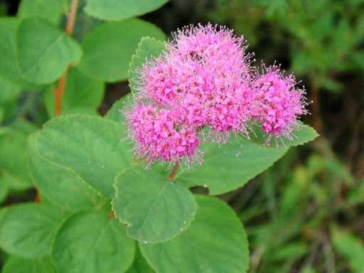 pink flower